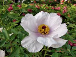 Flower Nature Plant