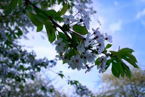 Plant Nature Season