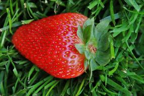 Grass Strawberry Spring