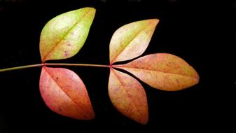 Leaves Plant Autumn
