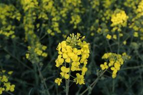 Flower Nature Plant