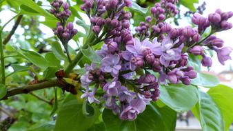 Flower Nature Plant