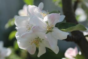 Flower Plant Nature