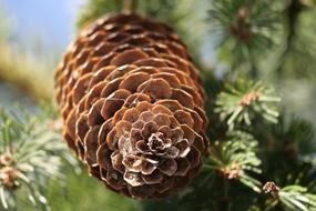 Tree Fir Pine Cones
