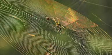 Nature Insect Outdoors