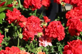 Flower Plant Nature