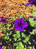 Flora Nature Flower