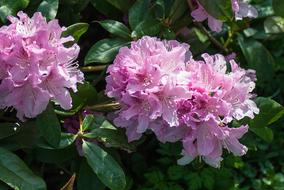 Rhododendron Pink Garden