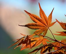 Maple Spring Tender