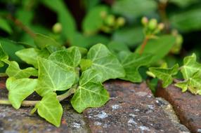Nature Ivy Foliage