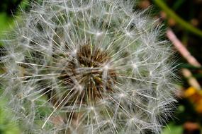 Dandelion Nature Summer