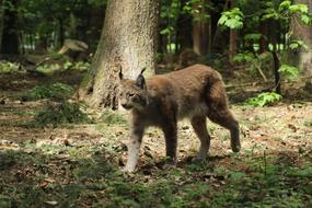 Nature Wood Mammal Animal