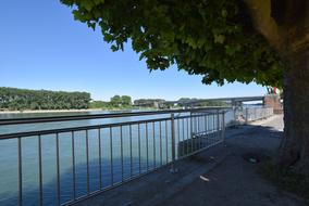 Tree Outdoors Nature Horizontal