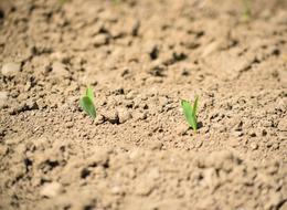 Agricultural Cereals Sow