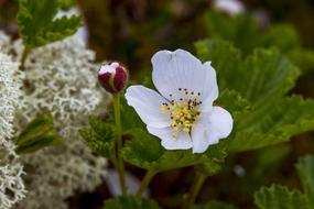 The Nature Of Flower Leaf