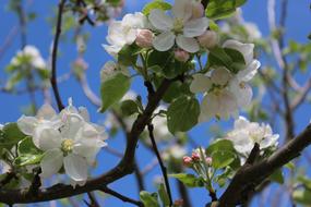 Flower Tree Branch