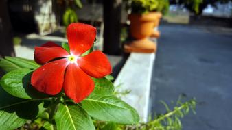 Amazing Photos Cc0 Red