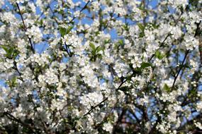 Flower Tree Cherry