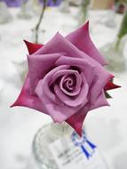 Rose Pink Magenta
