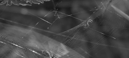 Black And White Spider Nature