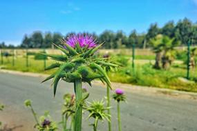 Nature Plant Summer