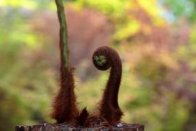 a twisted plant in the wild