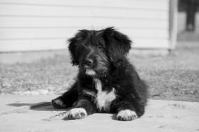 Dog Cute Puppy