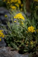 Cushion Flower Yellow