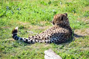Cheetah Wildlife Nature