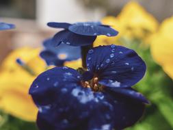 Flower Nature Outdoors