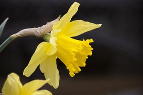 Narcissus Pseudonarcissus Daffodil
