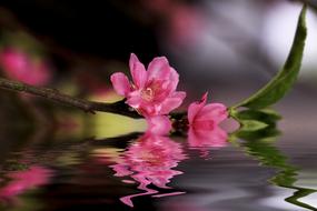 Flower Training The Land