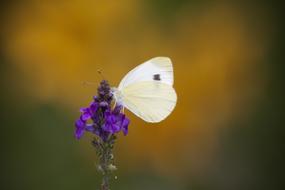 White Butterfly Nectar