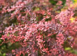 Rose Bush Plant Ornamental