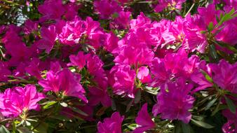 Red Bright Spring Flowers And