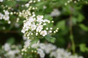 Flower Nature Plant