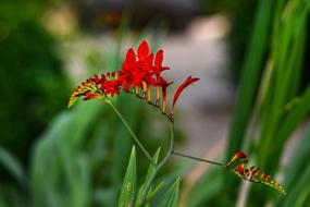Montbretia Red King Flower
