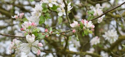 Tree Flower Nature