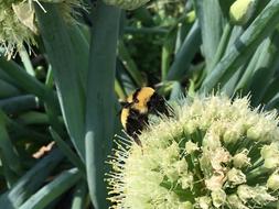 cute insect on a flower