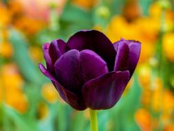 Tulip Purple Flower Bokeh