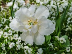 White Tumor Pansy Flower