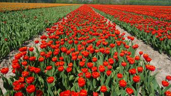 Tulips Bulbs Tulip