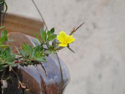 Nature Plant Flower