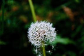 Nature Dandelion Plant
