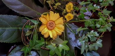 Quiet Flower-Cup Of Life Flowers