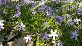Flower Plant Nature