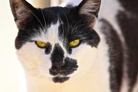 Gorgeous black and white cat