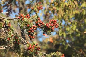 Tree Juniper Forest