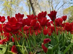 Nature Flower Plant