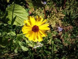 Flower Bloom Yellow